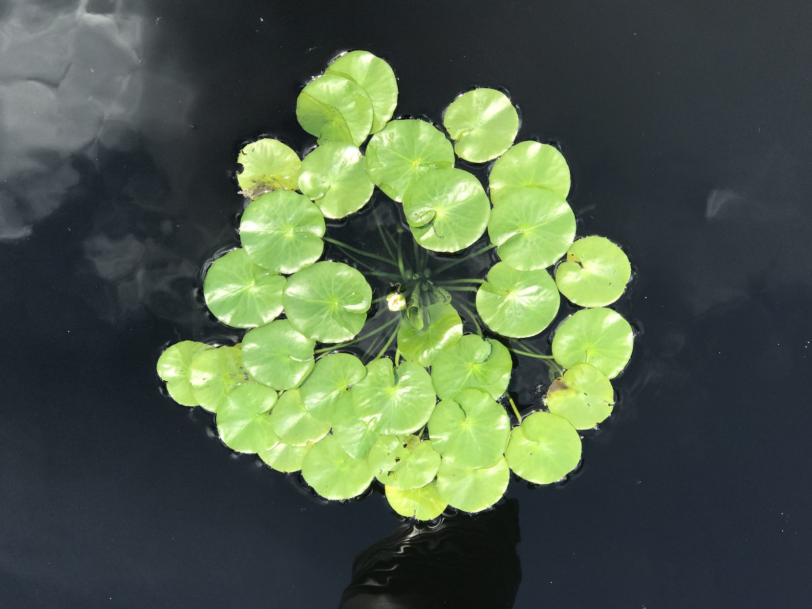 Nymphaea thermarum